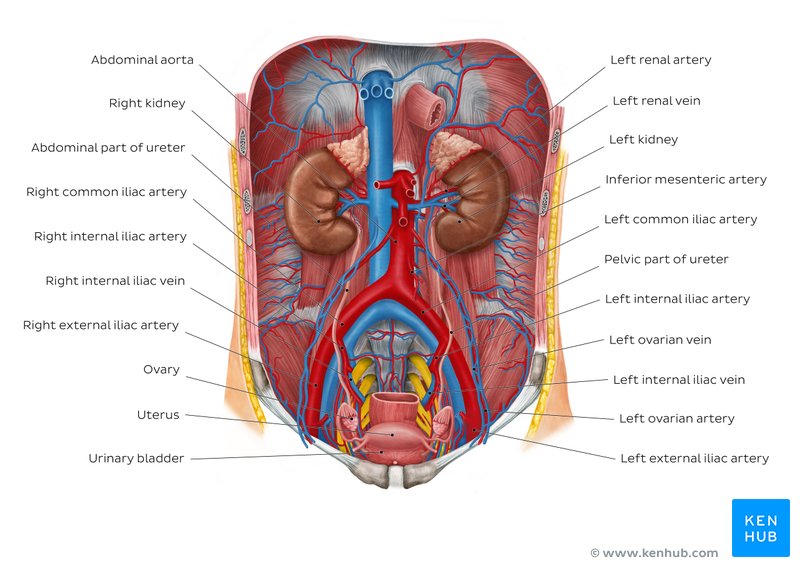 Kidneys and ureters: Diagram