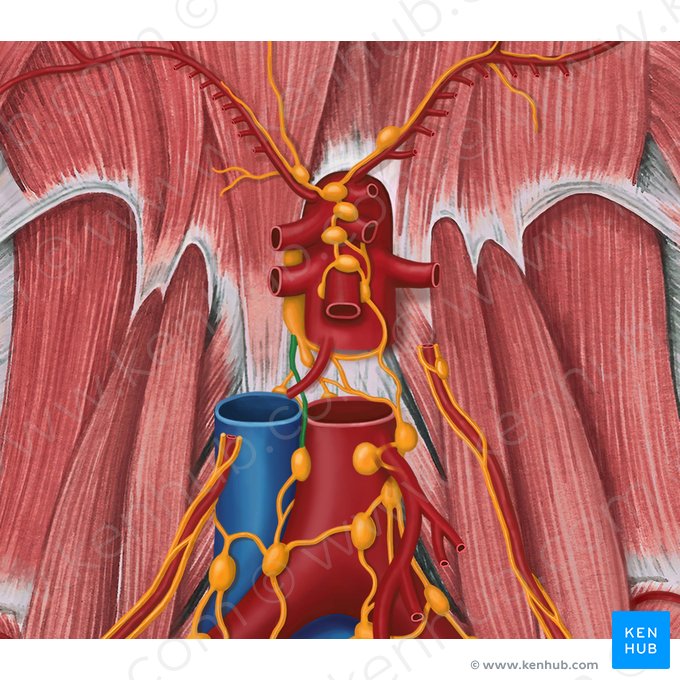 Right lumbar lymphatic trunk (Truncus lymphaticus lumbalis dexter); Image: Irina Münstermann