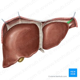 Left triangular ligament of liver (Ligamentum triangulare sinistrum hepatis); Image: Irina Münstermann