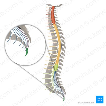 Coccyx (Os coccygis); Image: Irina Münstermann