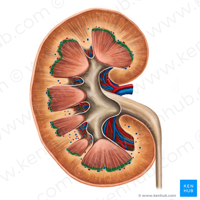 Base de la pirámide renal (Basis pyramidis renalis); Imagen: Irina Münstermann