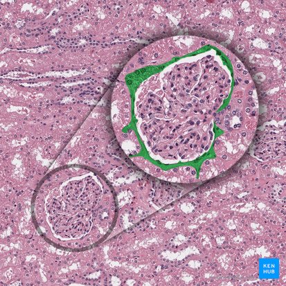 Parietal layer of glomerular capsule (Stratum parietale capsulae glomerularis); Image: 