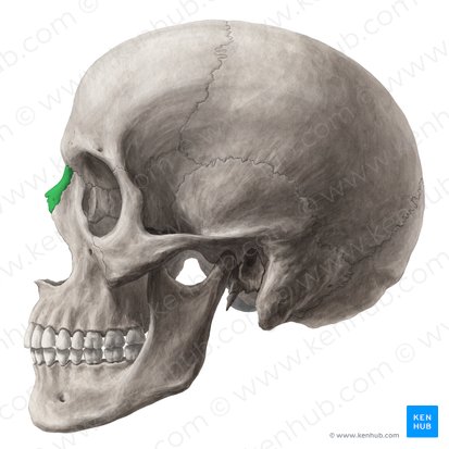 Nasal bone (Os nasale); Image: Yousun Koh