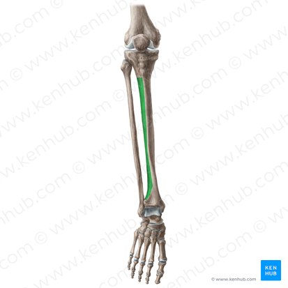 Cara lateral de la tibia (Facies lateralis tibiae); Imagen: Liene Znotina