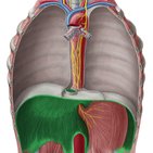 Diaphragm