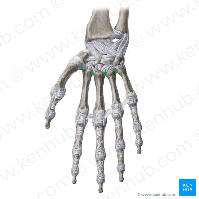 Ligaments métacarpiens palmaires (Ligamenta metacarpea palmaria); Image : Yousun Koh