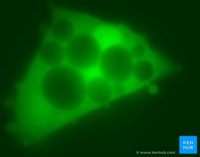 GFP in adipocyte