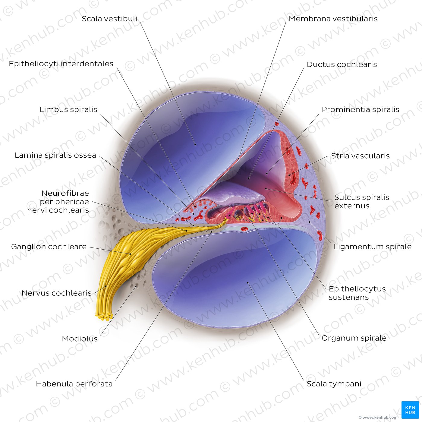 Cochlea: cross section