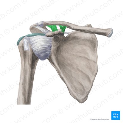 Ligamento coracoclavicular (Ligamentum coracoclaviculare); Imagem: Yousun Koh