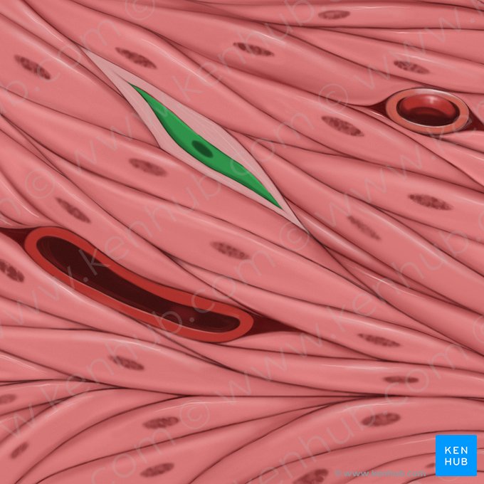 Fibroblastus (Fibroblast); Bild: Tal Bavli Ziv