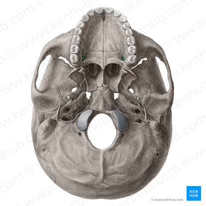 Foramen palatino mayor (Foramen palatinum majus); Imagen: Yousun Koh