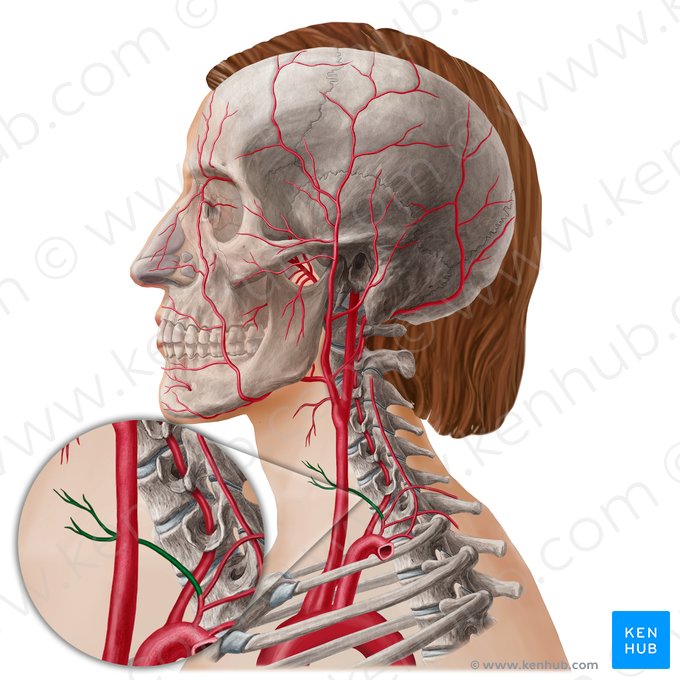 Arteria tiroidea inferior (Arteria thyroidea inferior); Imagen: Yousun Koh