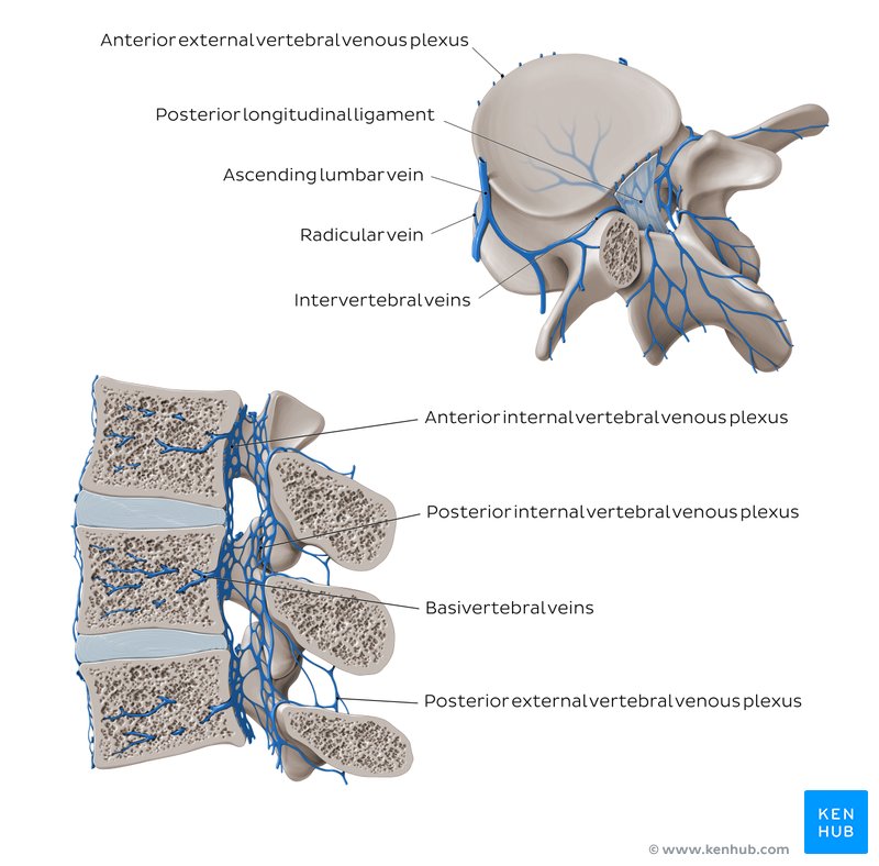 Vertebral Column: Anatomy, vertebrae, joints & ligaments | Kenhub
