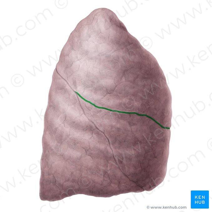 Fissura horizontal do pulmão direito (Fissura horizontalis pulmonis dextri); Imagem: Yousun Koh