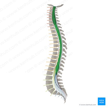 Spinal cord (Medulla spinalis); Image: Irina Münstermann