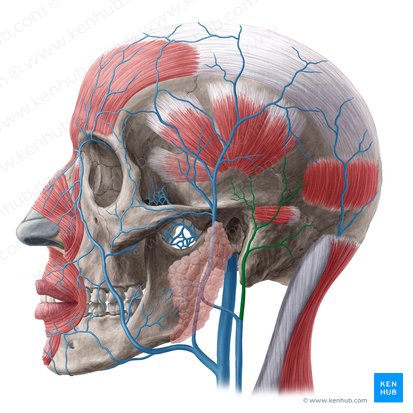 Posterior auricular vein (Vena auricularis posterior); Image: Yousun Koh