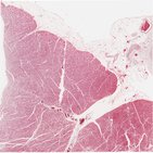 Heart histology