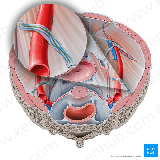 Artéria ovárica (Arteria ovarica); Imagem: Paul Kim