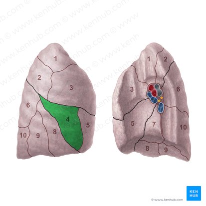 Segmento lateral do pulmão direito (Segmentum laterale pulmonis dextri); Imagem: Paul Kim