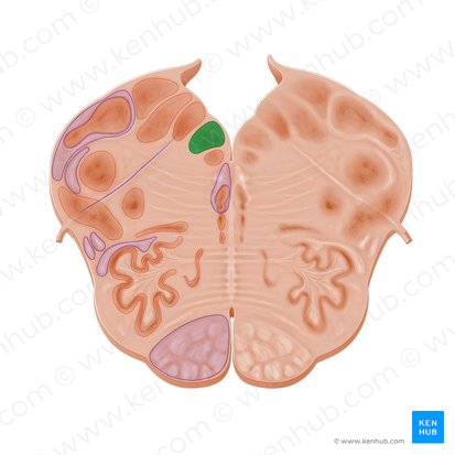 Núcleo del nervio hipogloso (Nucleus nervi hypoglossi); Imagen: Paul Kim