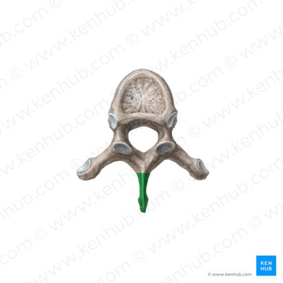 Processus spinosus vertebrae (Dornfortsatz des Wirbels); Bild: Liene Znotina