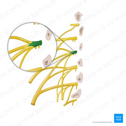 Anterior ramus of spinal nerve L2 (Ramus anterior nervi spinalis L2); Image: Begoña Rodriguez