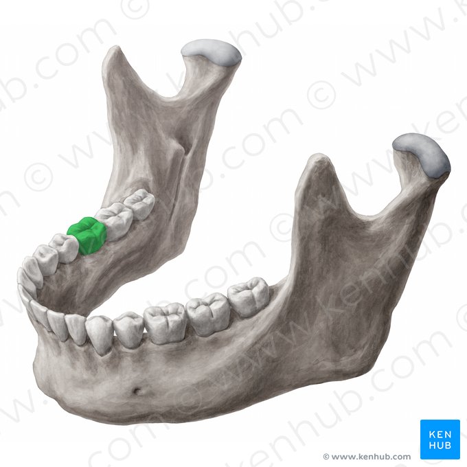 Mandibular right first molar tooth (Dens molaris primus dexter mandibularis); Image: 
