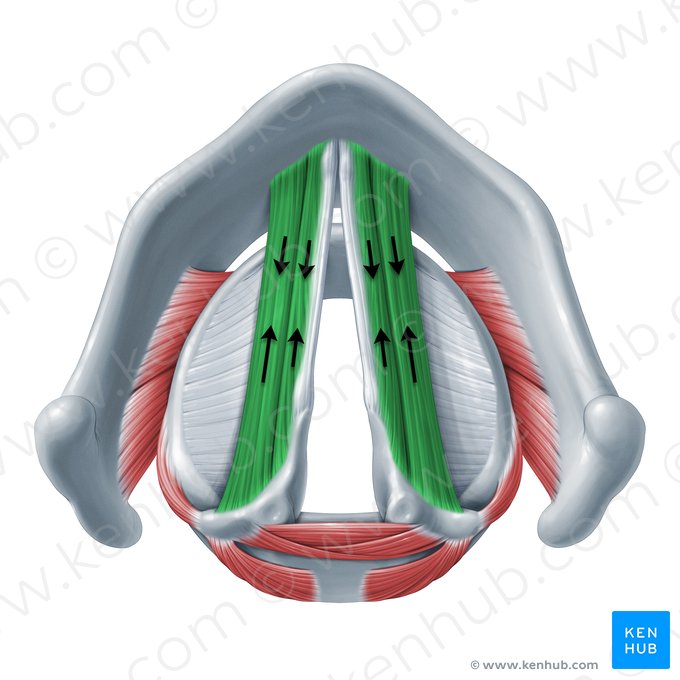 Ação dos músculos vocal e tireoaritenóideo (Functio musculorum vocalis et thyroarytenoidei); Imagem: Paul Kim