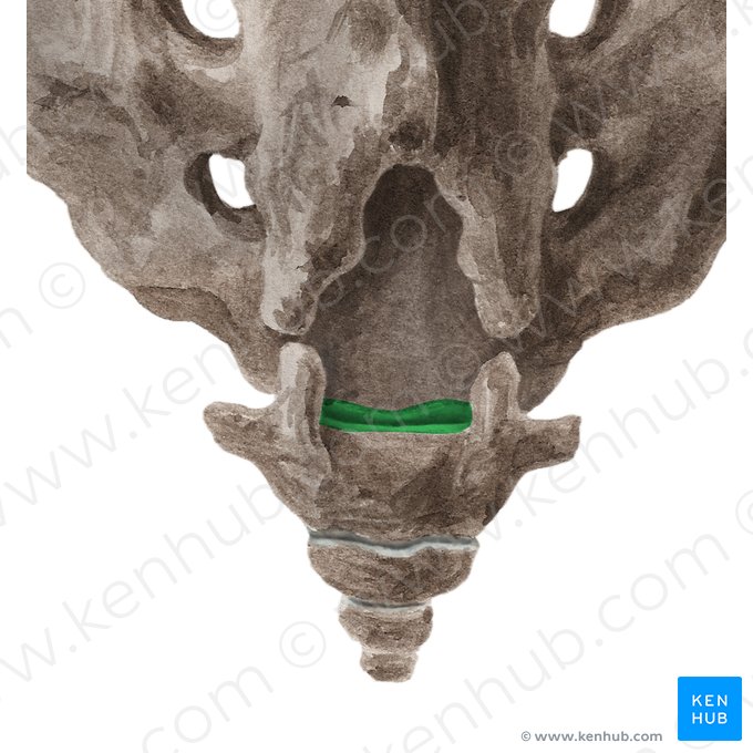 Sacrococcygeal joint (Articulatio sacrococcygea); Image: Liene Znotina