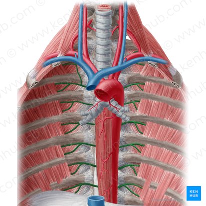 Arteria intercostal posterior (Arteria intercostalis posterior); Imagen: Yousun Koh