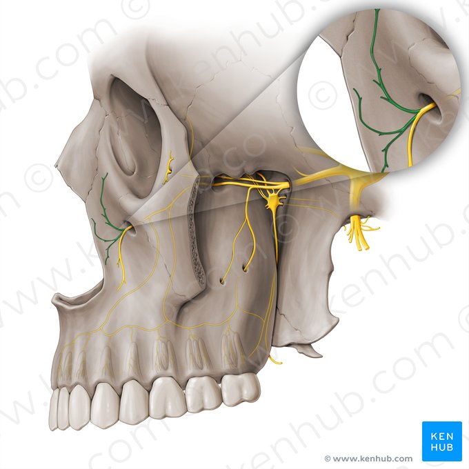 Ramos nasales del nervio infraorbitario (Rami nasales nervi infraorbitalis); Imagen: Paul Kim