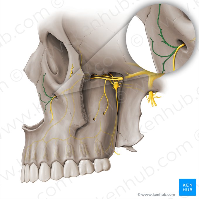 Ramos nasais do nervo infraorbital (Rami nasales nervi infraorbitalis); Imagem: Paul Kim