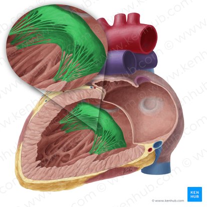 Valva atrioventricular izquierda (Valva atrioventricularis sinistra); Imagen: Yousun Koh