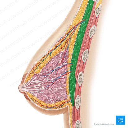 Pectoralis major muscle (Musculus pectoralis major); Image: Samantha Zimmerman