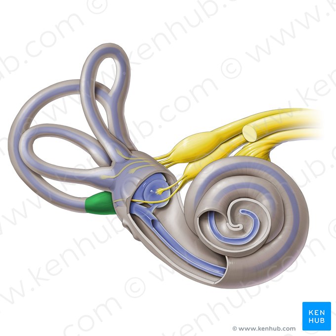 Ampulla ossea posterior (Knöcherne Ampulle des hinteren Bogengangs); Bild: Paul Kim