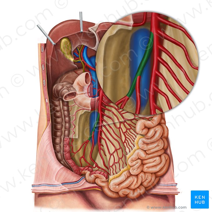 Arteria ileocolica (Krummdarm-Dickdarm-Arterie); Bild: Irina Münstermann