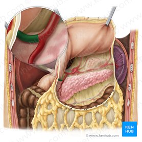 Right gastroomental artery (Arteria gastroomentalis dextra); Image: Esther Gollan