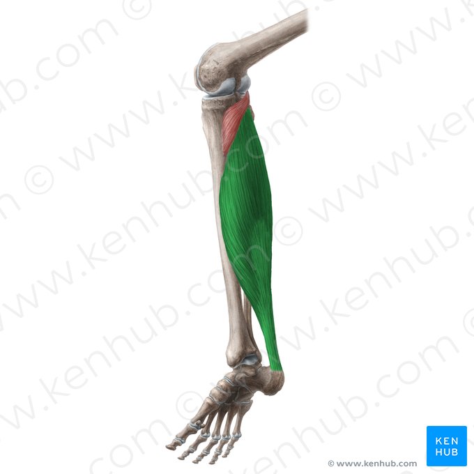 Soleus muscle (Musculus soleus); Image: Liene Znotina