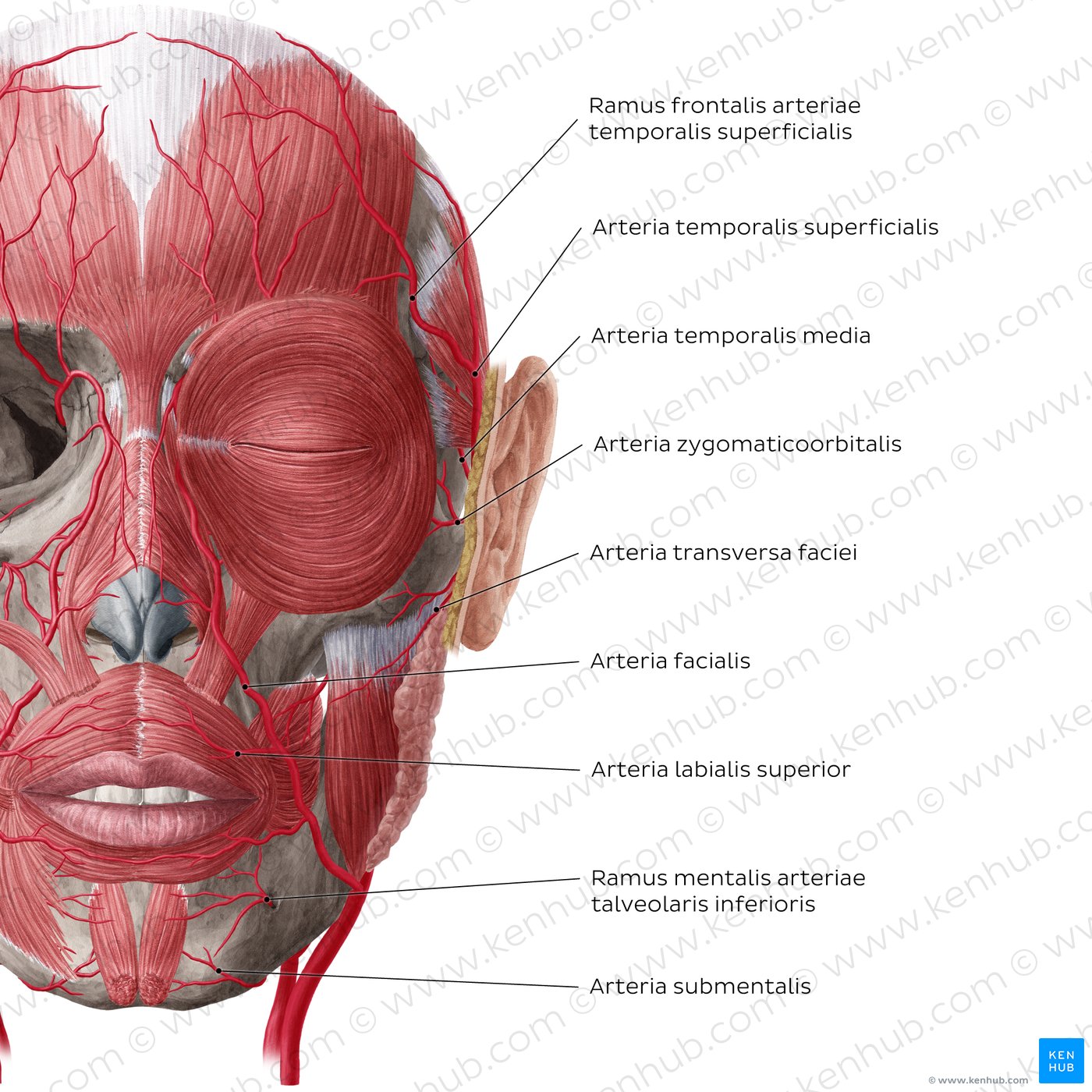 Arteries of face and scalp (Anterior view: superficial)