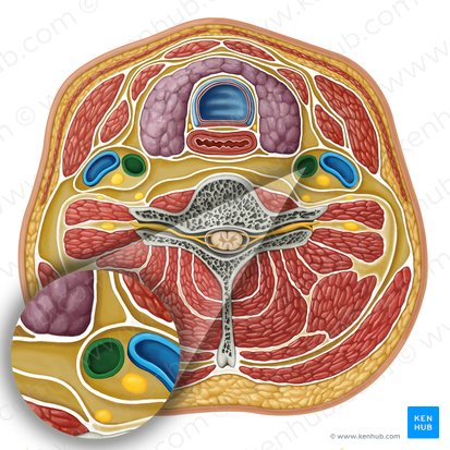 Common carotid artery (Arteria carotis communis); Image: Irina Münstermann