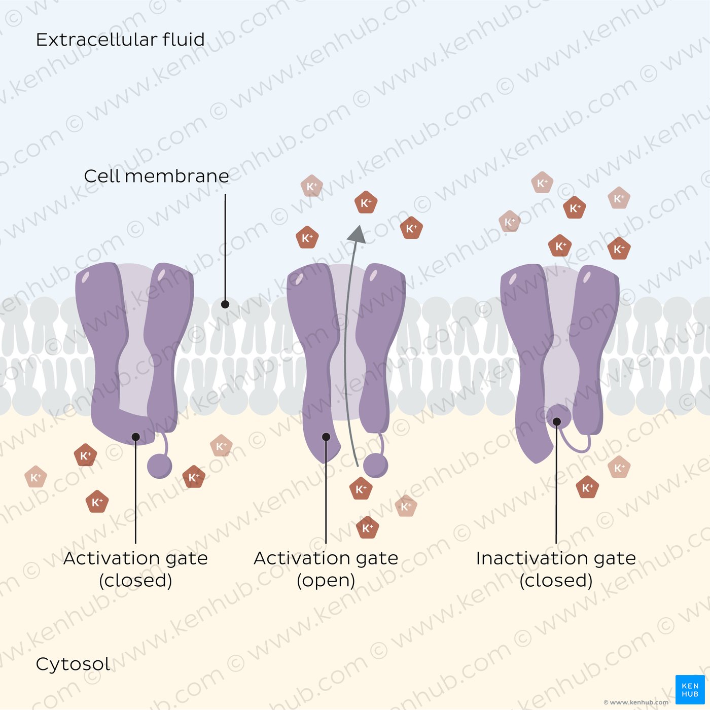 Voltage gated potassium ion channels in their open and closed state.