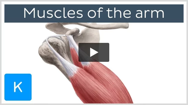 upper limb all muscles mnemonicsupper limb muscles explained