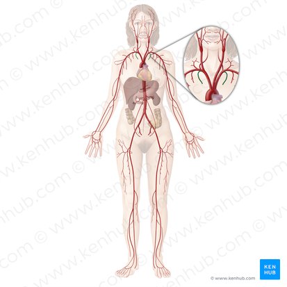 Internal thoracic artery (Arteria thoracica interna); Image: Begoña Rodriguez