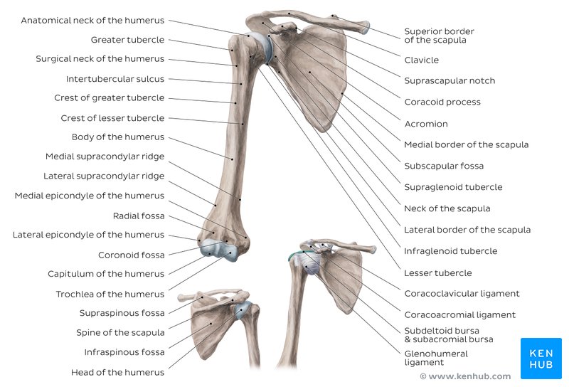 Labeled scapula overview image 