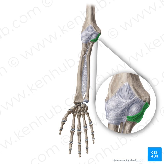 Ulnar collateral ligament of elbow joint (Ligamentum collaterale ulnare cubiti); Image: Yousun Koh