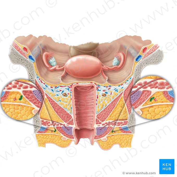 Perineal artery (Arteria perinealis); Image: Samantha Zimmerman