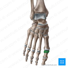 Base of proximal phalanx of great toe (Basis phalangis proximalis hallucis); Image: Liene Znotina