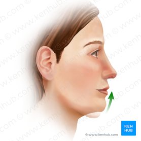 Elevación de la mandíbula (Elevatio mandibulae); Imagen: Paul Kim