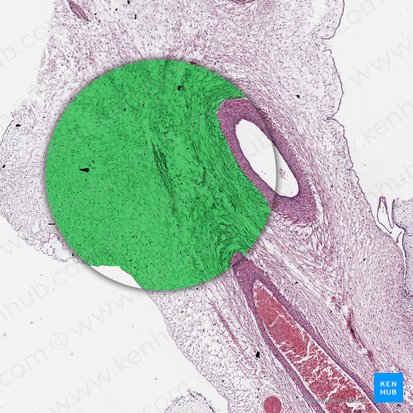 Substance gélatineuse du cordon ombilical (Substantia gelatinea funiculi umbilicalis); Image : 