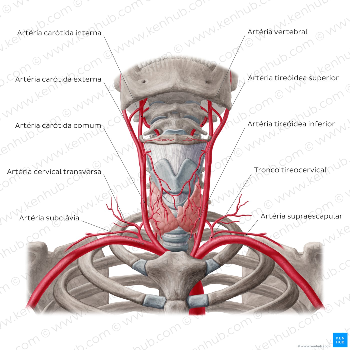 Artérias da glândula tireoide